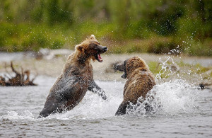 Behind the Lens: Shooting Grizzly Bears with Chris McLennan